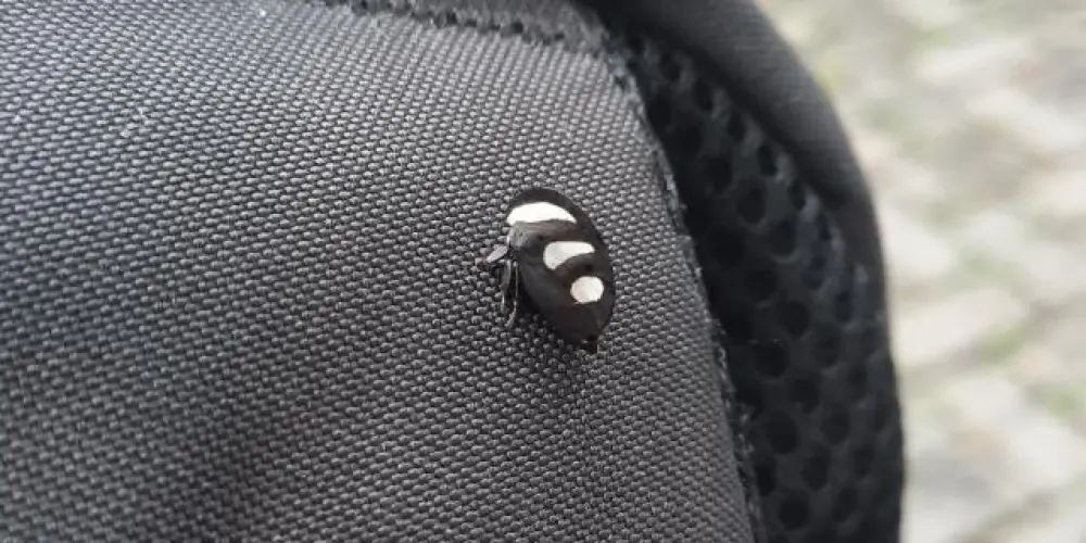 Imagem do grupo de WhatsApp Exilados