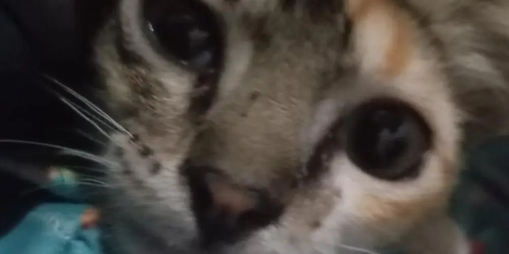 Imagem do grupo de WhatsApp 🌍✨Exploradores de Mundos🚀🔍🌌