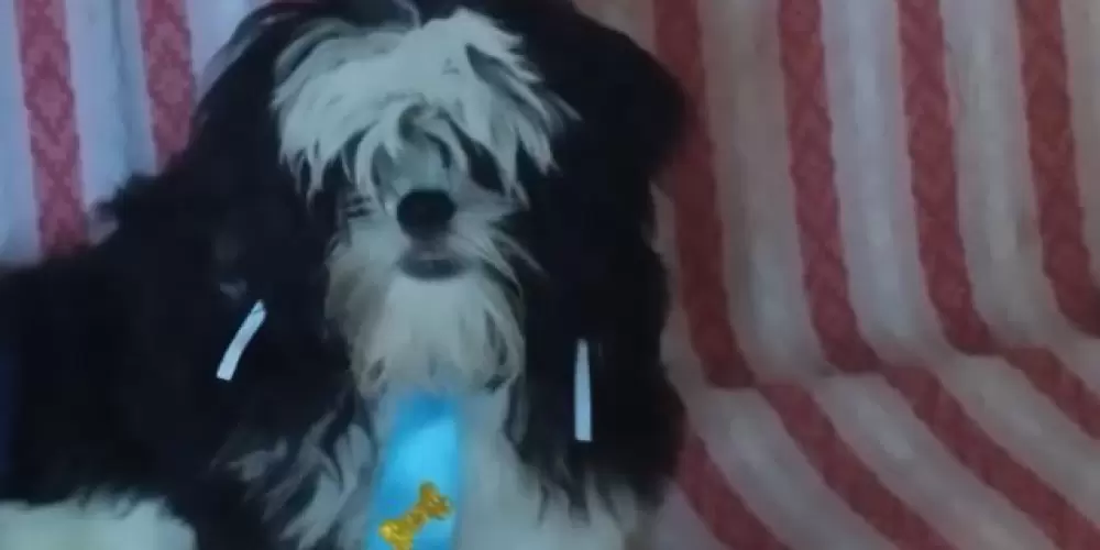 Imagem do grupo de WhatsApp F