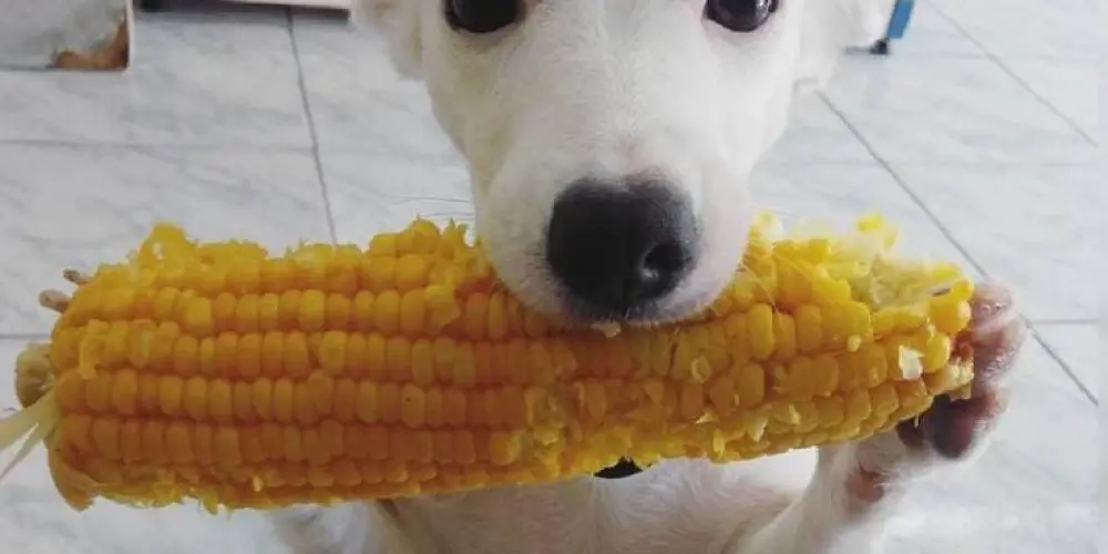 Imagem do grupo de WhatsApp fã clube café 💯