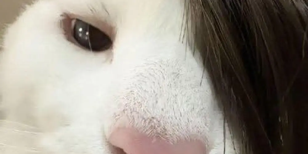 Imagem do grupo de WhatsApp Fábrica de Figurinhas