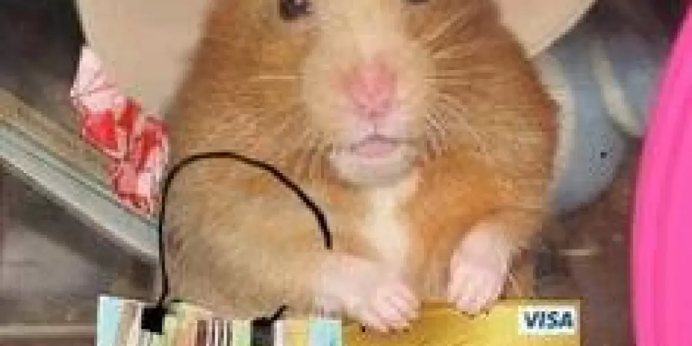 Imagem do grupo de WhatsApp Faça web amigos🤗