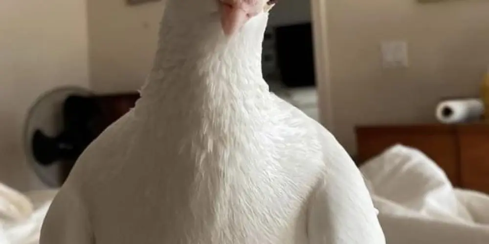 Imagem do grupo de WhatsApp FADE INTO YOU