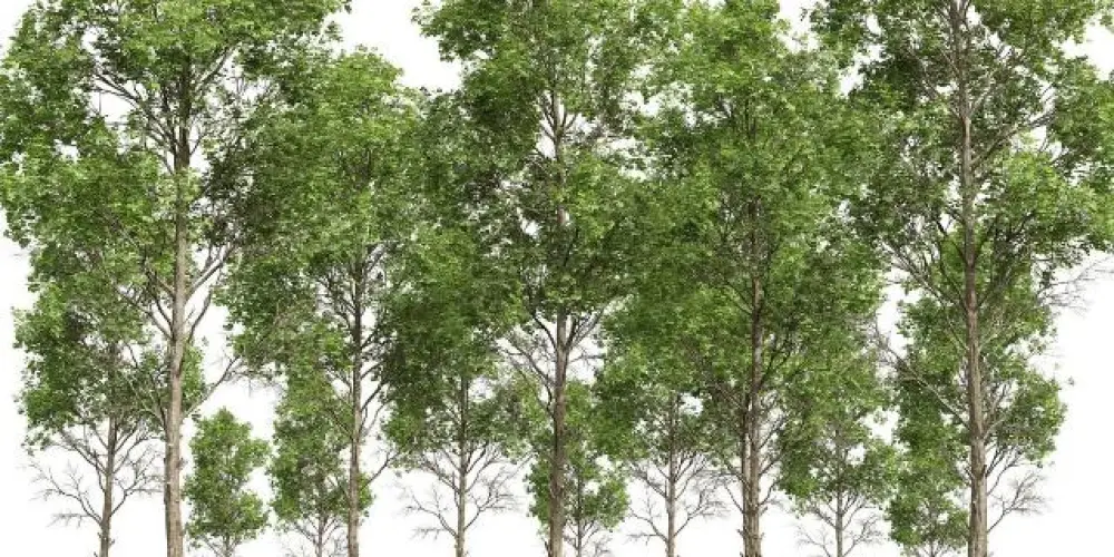 Imagem do grupo de WhatsApp Fagar de Faro