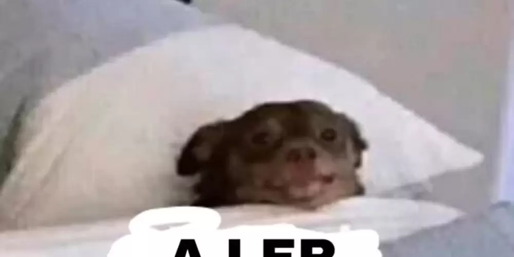 Imagem do grupo de WhatsApp Família Bookstan 📚💖