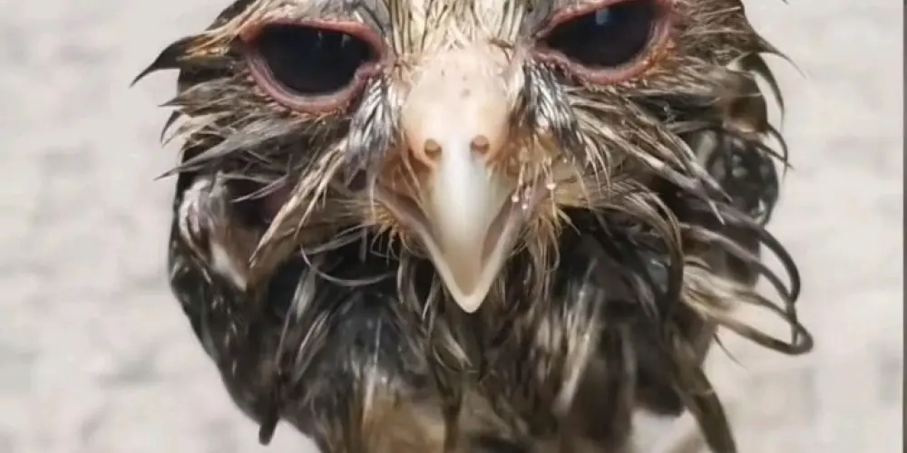 Imagem do grupo de WhatsApp FAMÍLIA DA PESADA 🫂🌪️