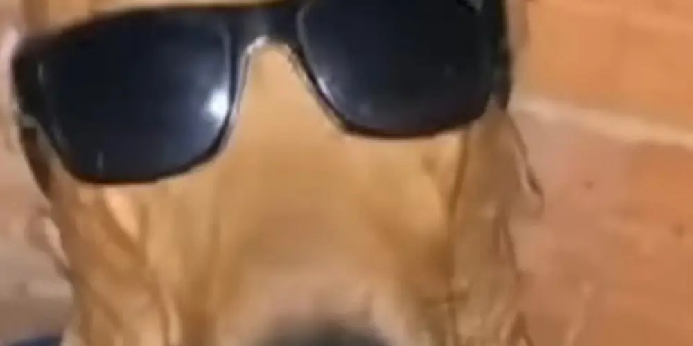 Imagem do grupo de WhatsApp Família do caramelo