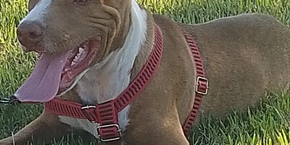Imagem do grupo de WhatsApp FAMILÍA PITBULL