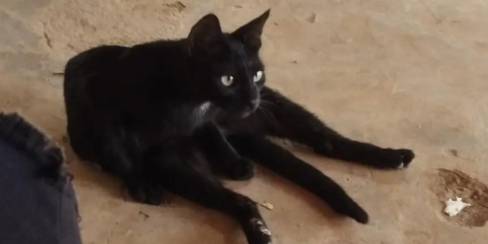 Imagem do grupo de WhatsApp FAMÍLIA VURTUAL🙃🤡