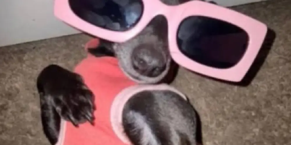 Imagem do grupo de WhatsApp Family Friendly