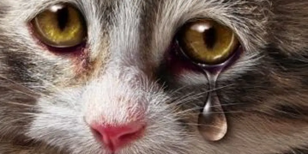 Imagem do grupo de WhatsApp fandangos