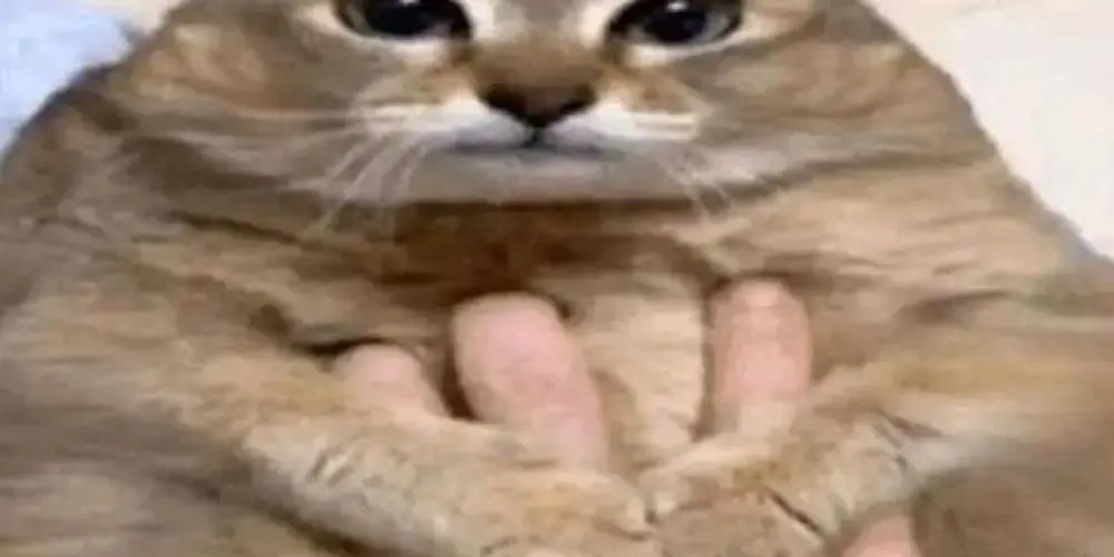 Imagem do grupo de WhatsApp Faro do faro não falha