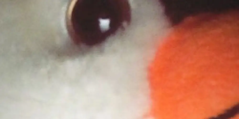 Imagem do grupo de WhatsApp Fãs do Giela/ •Amigos