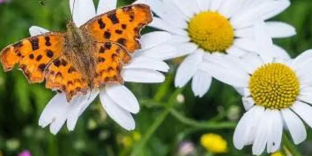 Imagem do grupo de WhatsApp Fauna e Flora