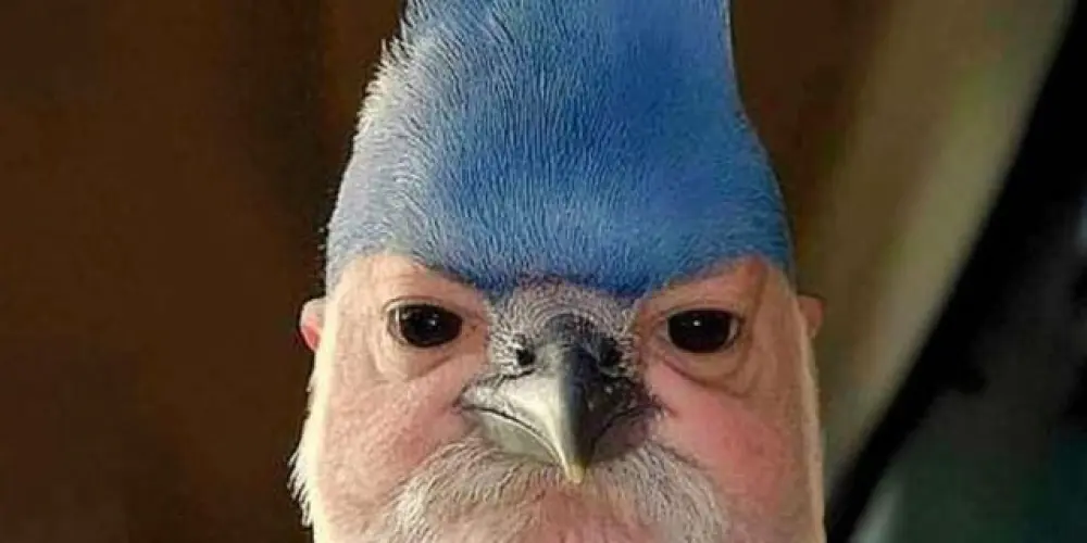 Imagem do grupo de WhatsApp Favelinha 🍃