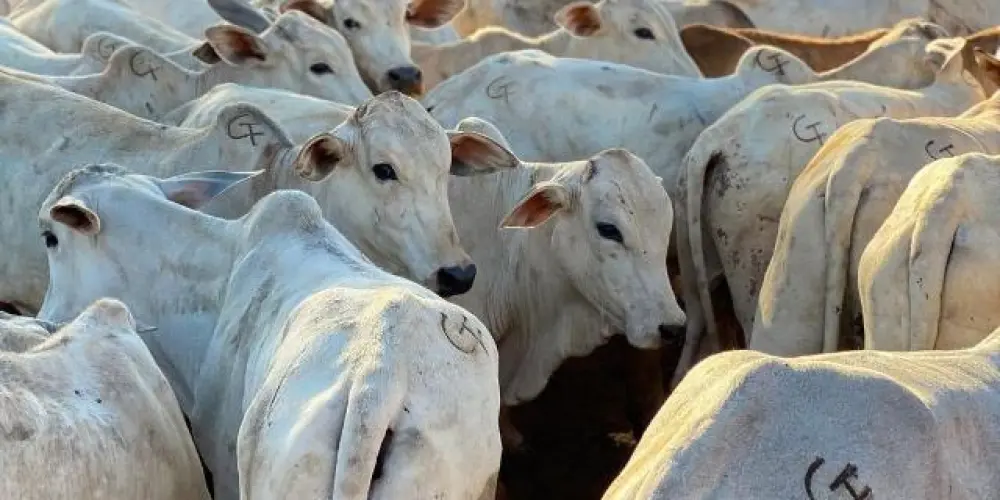 Imagem do grupo de WhatsApp Fazenda dos gados 🐎🐴🐂