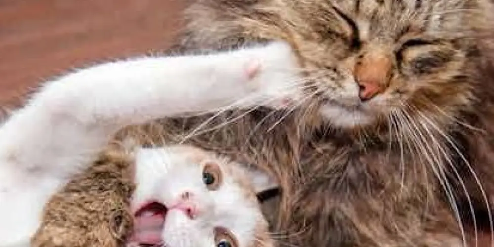 Imagem do grupo de WhatsApp Fazer Amigos