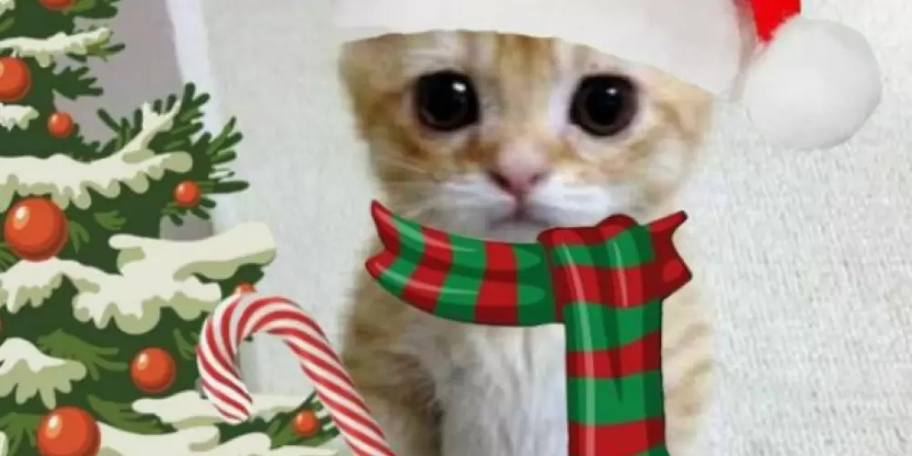 Imagem do grupo de WhatsApp Fazer amizade