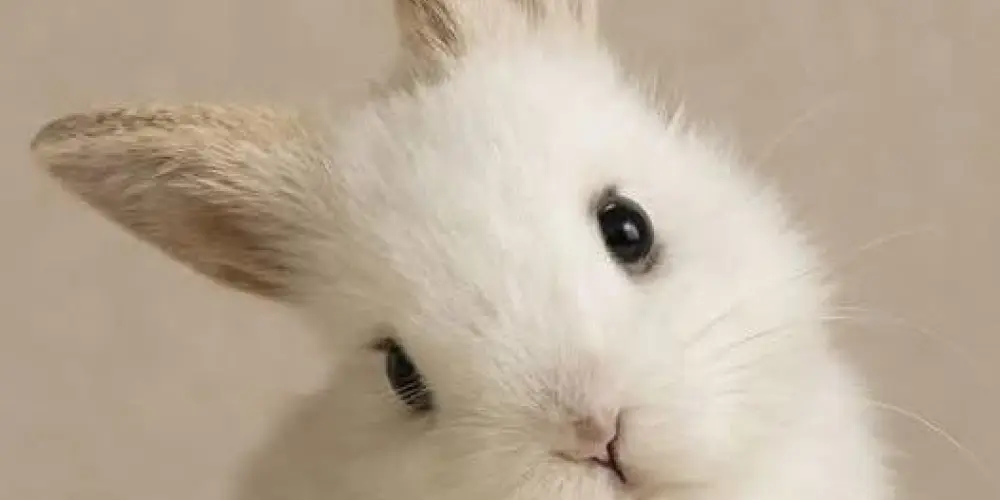 Imagem do grupo de WhatsApp FAZER AMIZADES👥