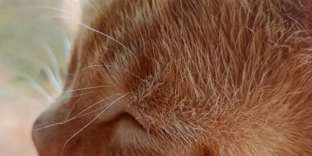 Imagem do grupo de WhatsApp Feijão com farinha