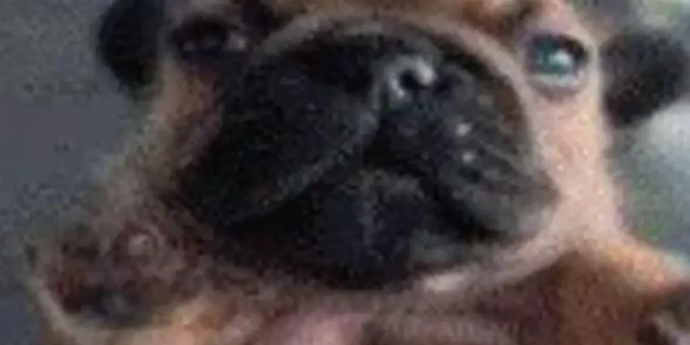 Imagem do grupo de WhatsApp Festa do pijama das meninas