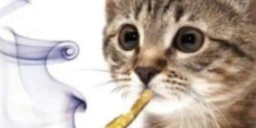 Imagem do grupo de WhatsApp figuras