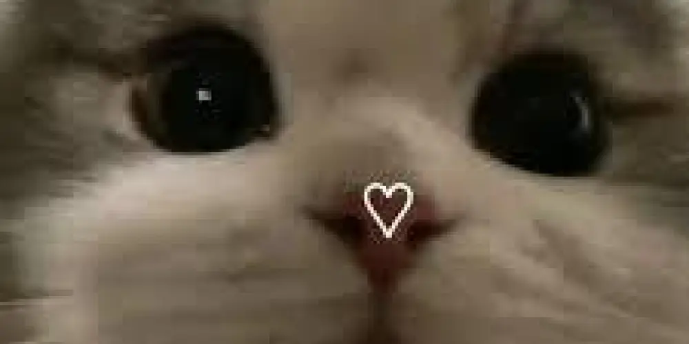 Imagem do grupo de WhatsApp Figurinha Engraçadas 😂