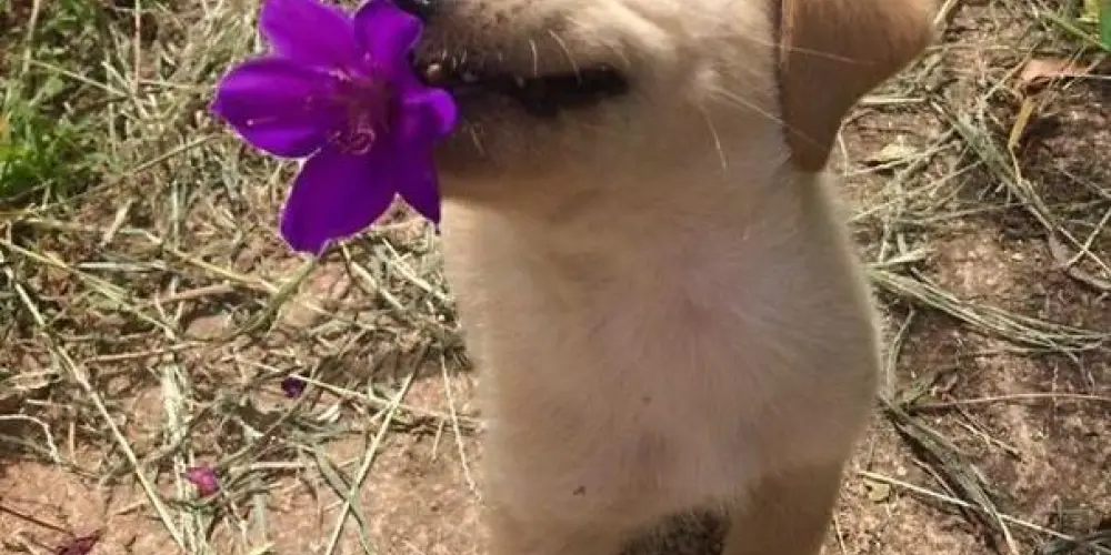 Imagem do grupo de WhatsApp Figurinhas!