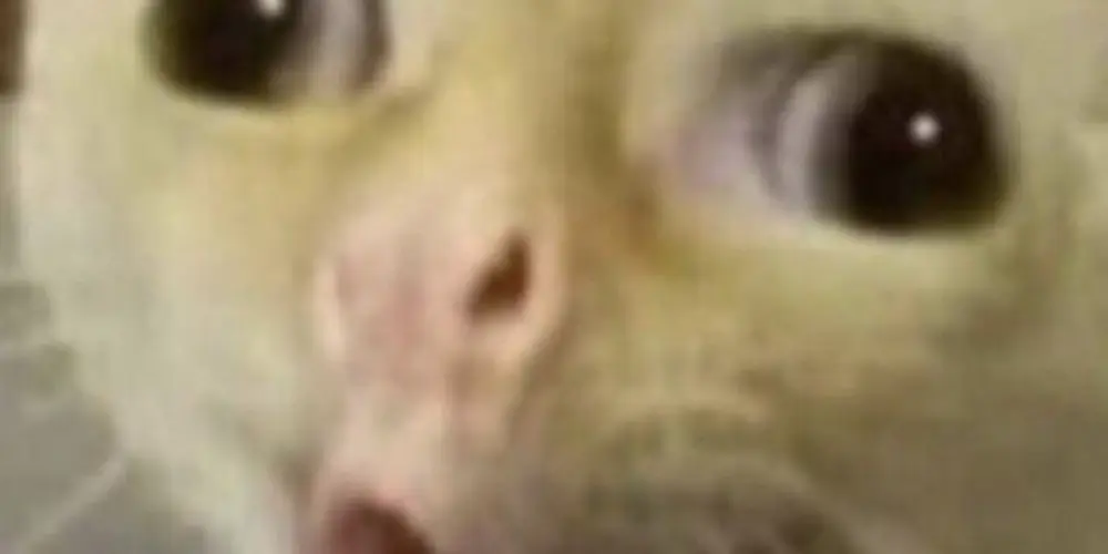 Imagem do grupo de WhatsApp Figurinhas 🔥