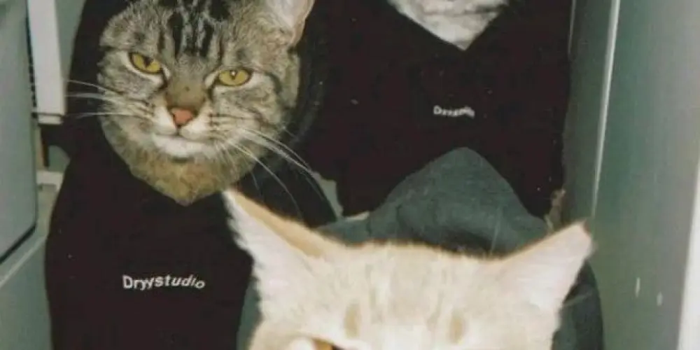 Imagem do grupo de WhatsApp Figurinhas