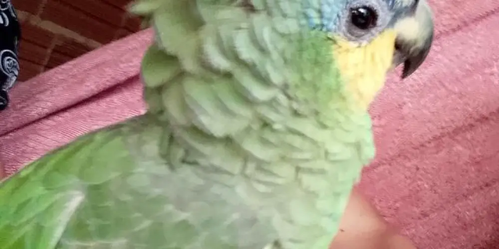 Imagem do grupo de WhatsApp Figurinhas