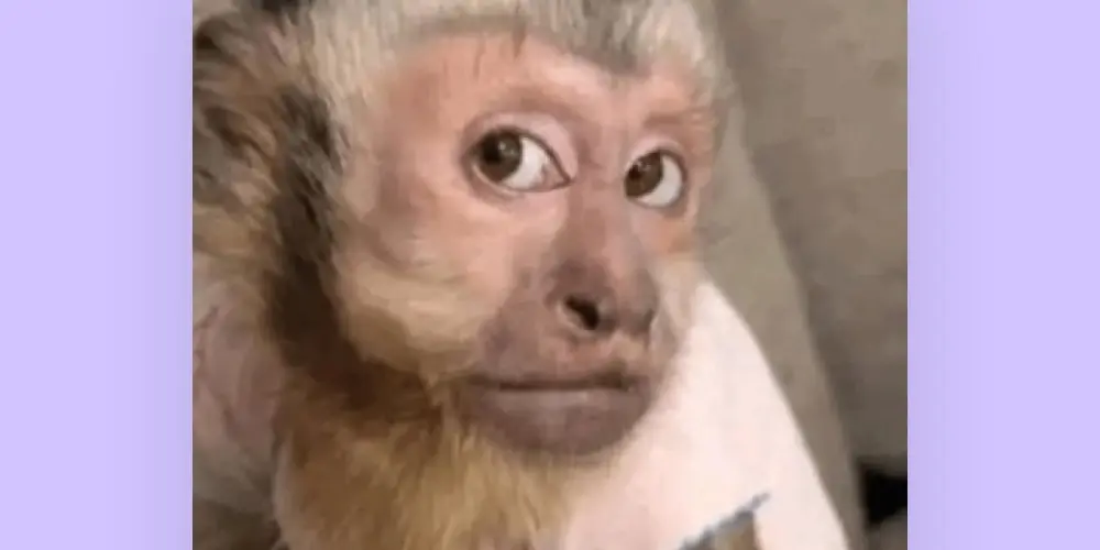 Imagem do grupo de WhatsApp Figurinhas