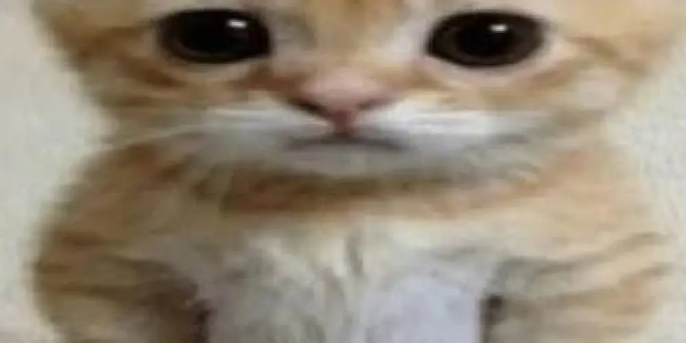 Imagem do grupo de WhatsApp FIGURINHAS