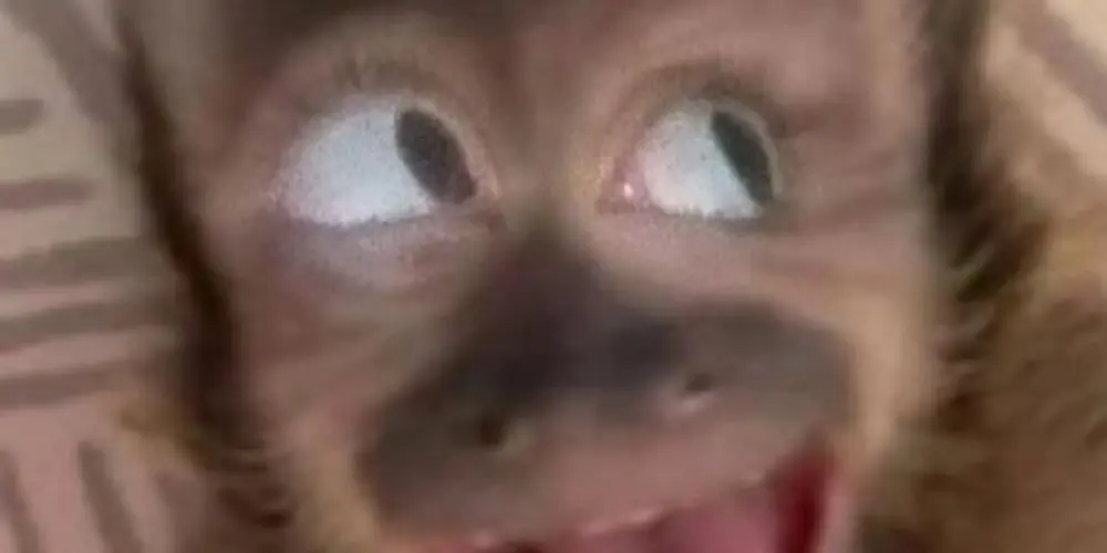 Imagem do grupo de WhatsApp Figurinhas 🎡👩🏻‍🦱