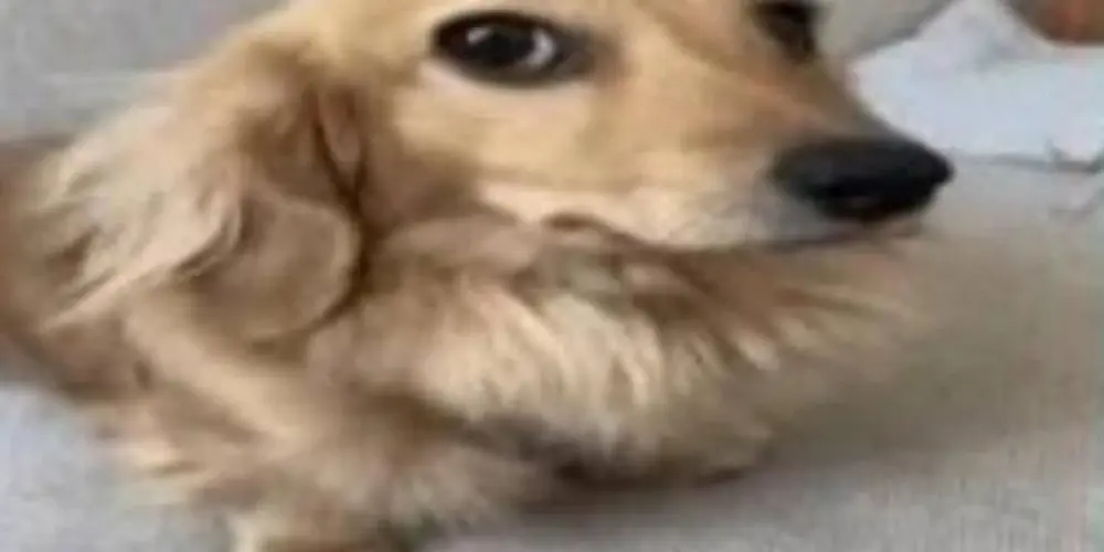 Imagem do grupo de WhatsApp Figurinhas 🇧🇷