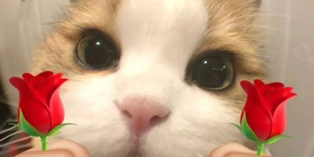 Imagem do grupo de WhatsApp Figurinhas