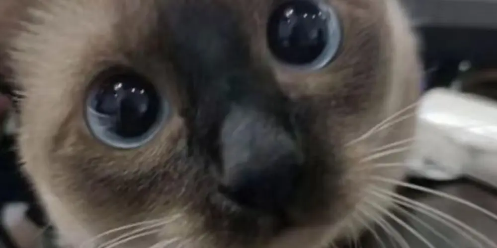 Imagem do grupo de WhatsApp FIGURINHAS