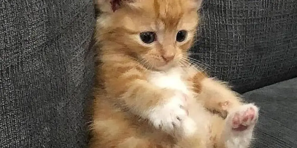 Imagem do grupo de WhatsApp Figurinhas🔁💣