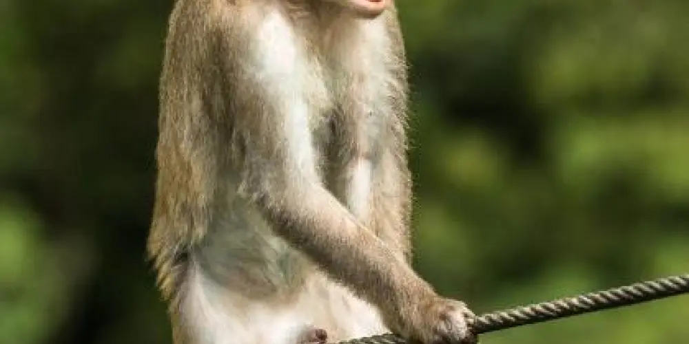 Imagem do grupo de WhatsApp Figurinhas
