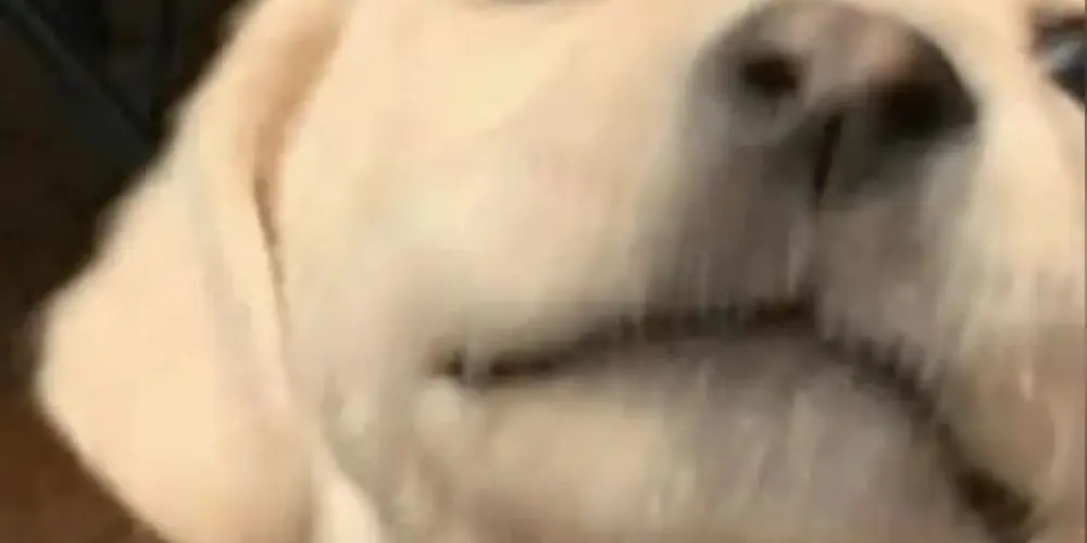 Imagem do grupo de WhatsApp Figurinhas Aleatórias