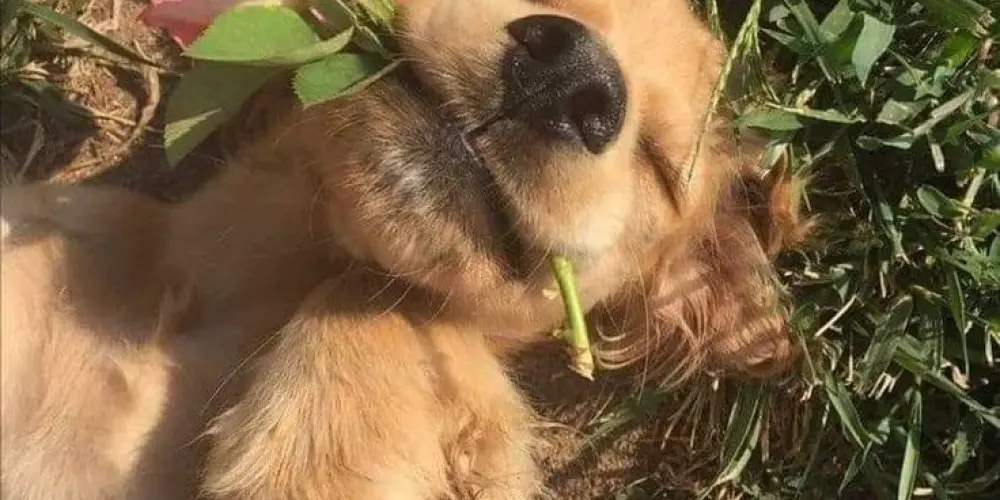 Imagem do grupo de WhatsApp Figurinhas & amizades ✨️