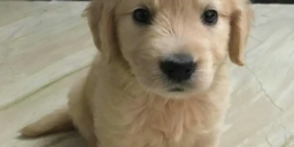 Imagem do grupo de WhatsApp Figurinhas de animais
