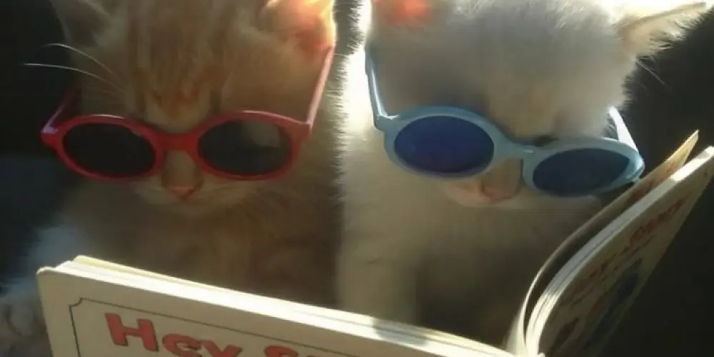 Imagem do grupo de WhatsApp Figurinhas de Gatinhos 🐱