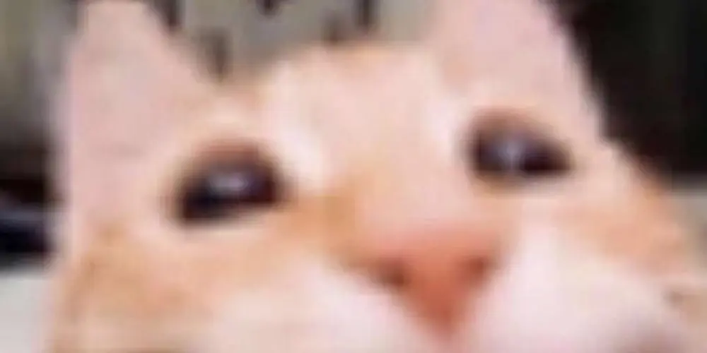 Imagem do grupo de WhatsApp Figurinhas de gato