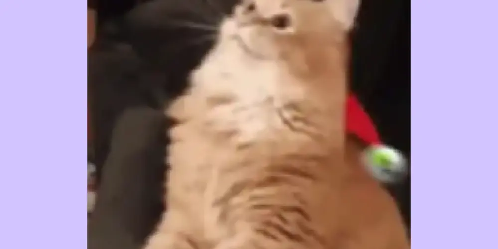 Imagem do grupo de WhatsApp Figurinhas do Whatsapp