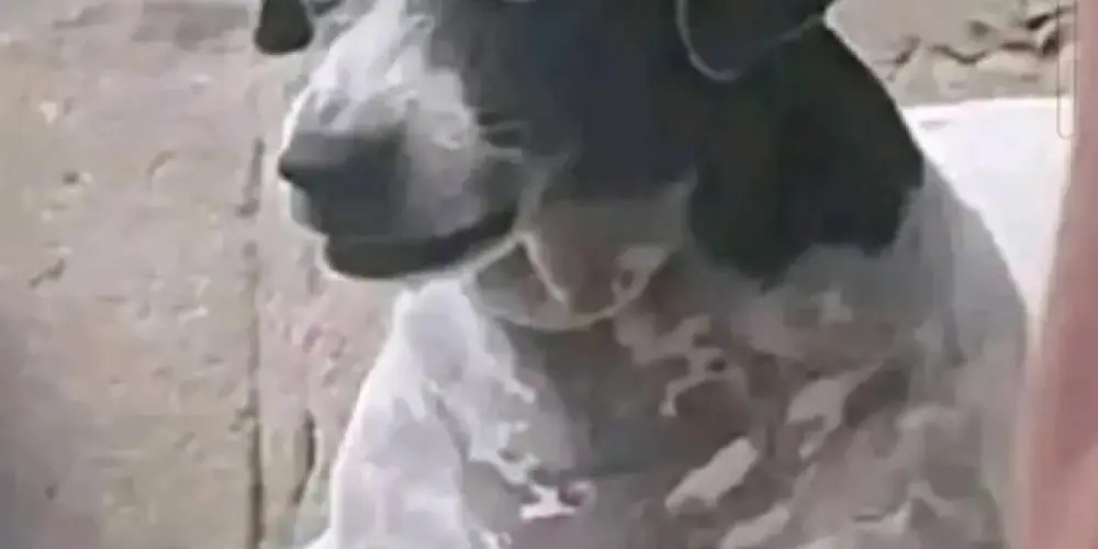 Imagem do grupo de WhatsApp Figurinhas Do Zap.