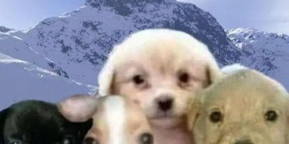 Imagem do grupo de WhatsApp Figurinhas e amizade ❤️