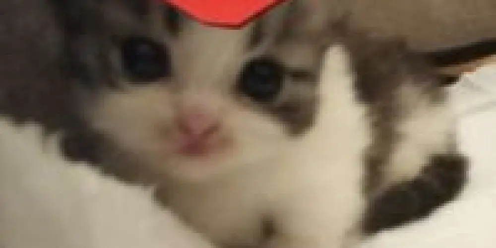 Imagem do grupo de WhatsApp Figurinhas e amizades 💕