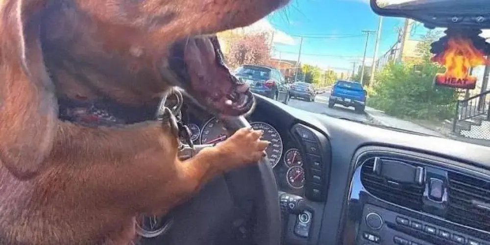 Imagem do grupo de WhatsApp Figurinhas e bate papo