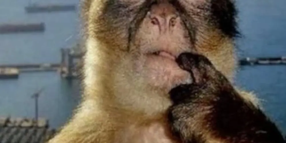 Imagem do grupo de WhatsApp 👻 figurinhas e o que eu quiser kkkkkkk